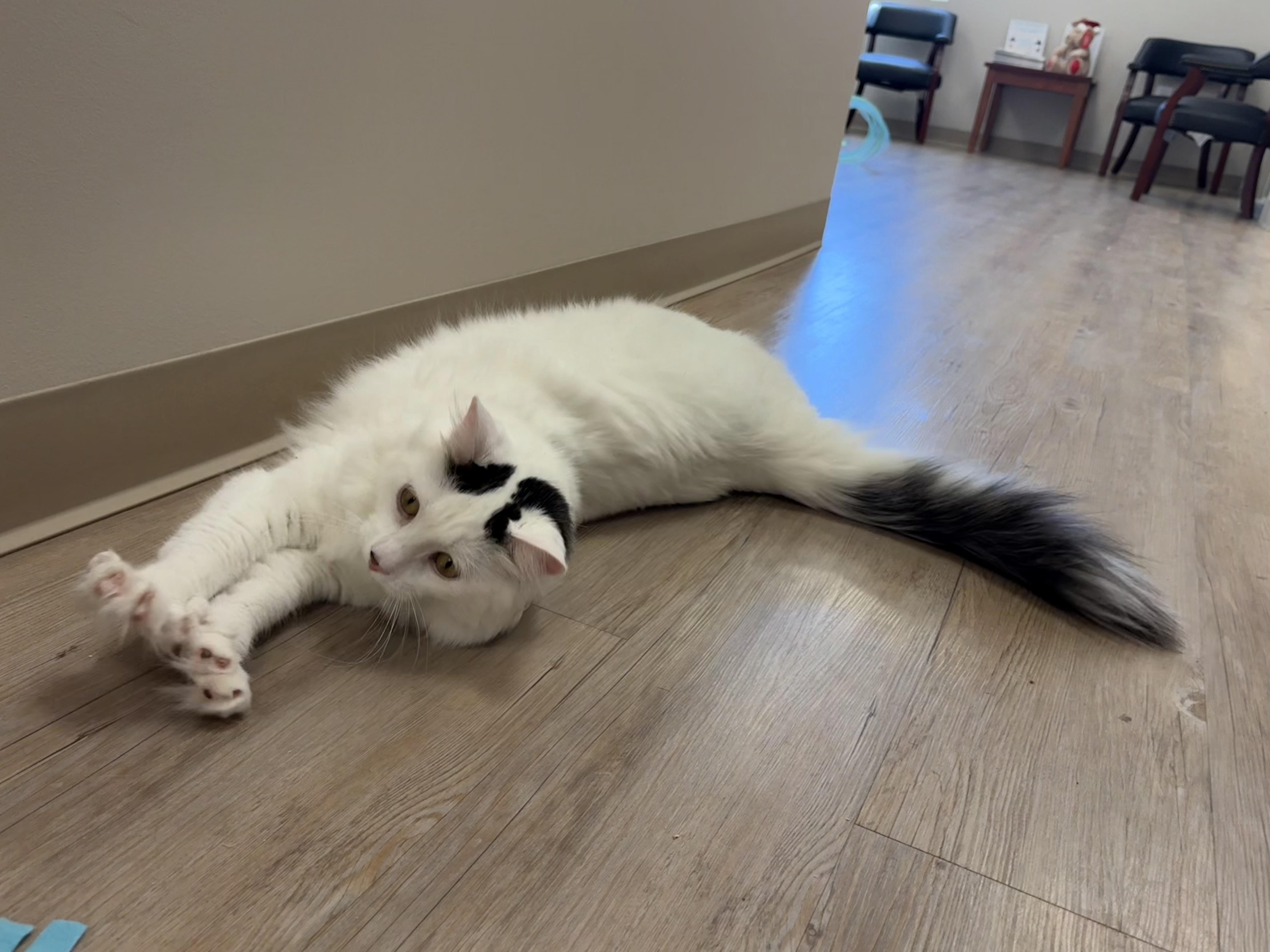Smitty, a ADOPTABLE Domestic Long Hair in North Providence, RI image 2/3