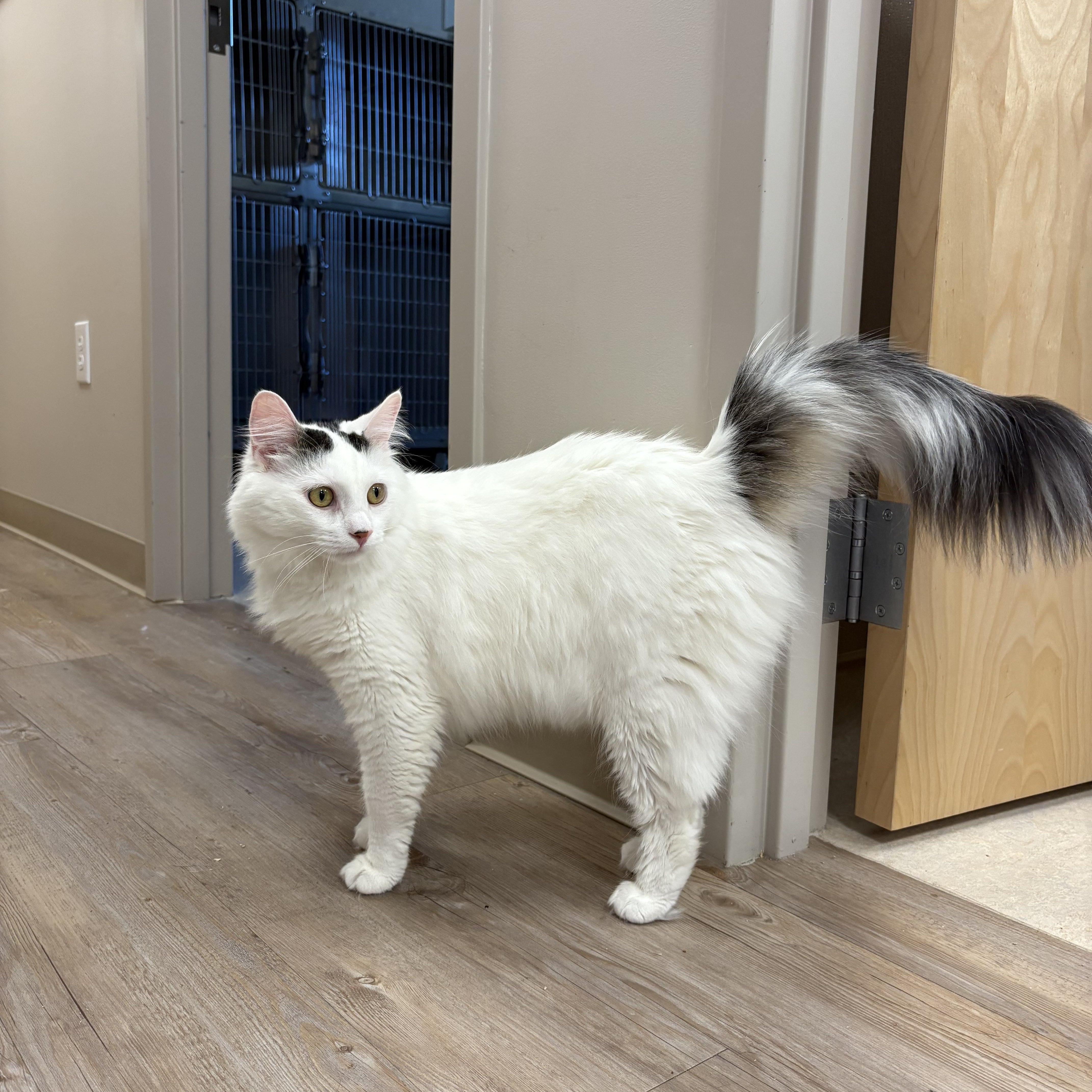 Smitty, ADOPTABLE, Adult Male Domestic Long Hair.