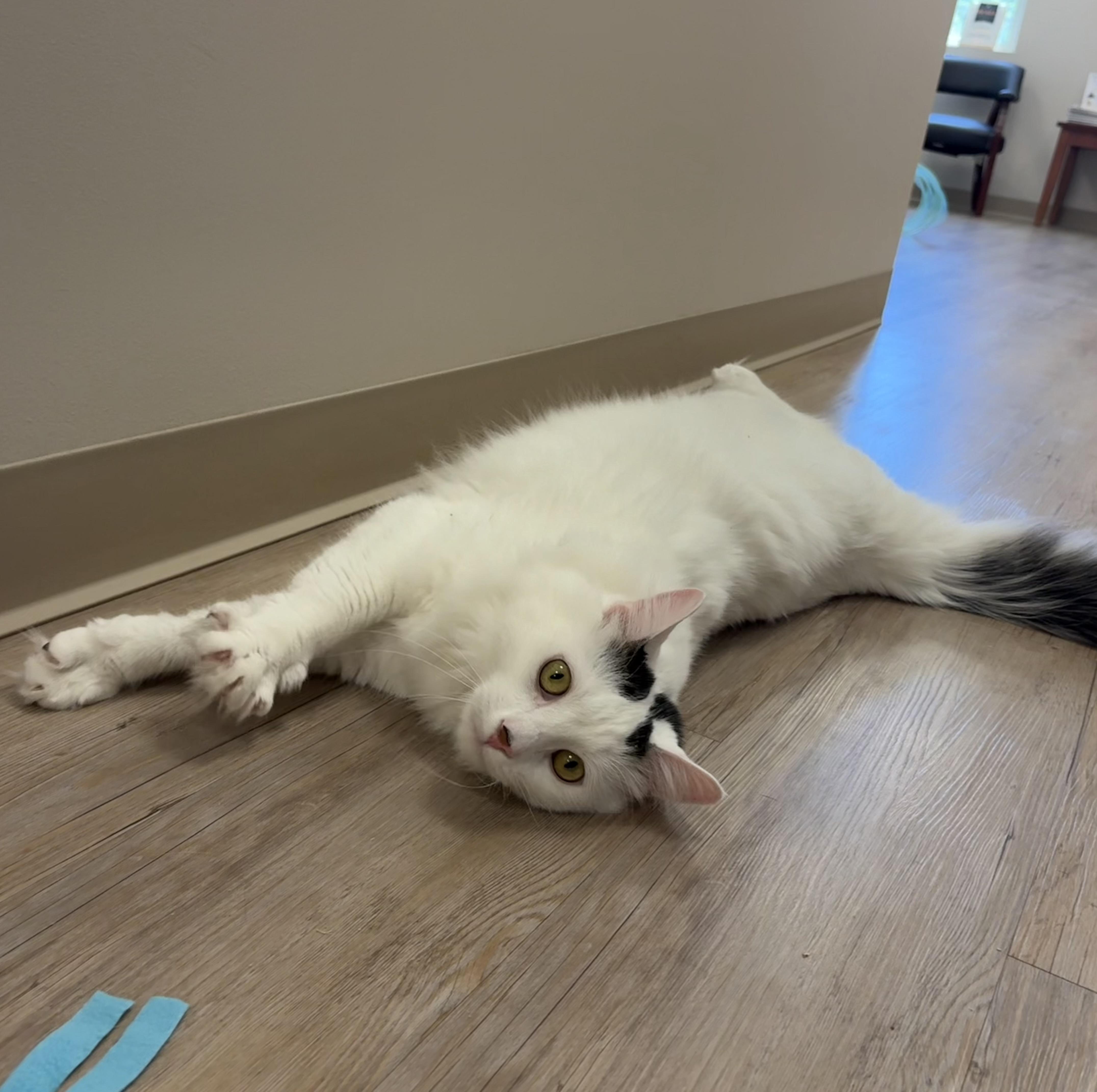 Smitty, a ADOPTABLE Domestic Long Hair in North Providence, RI image 3/3