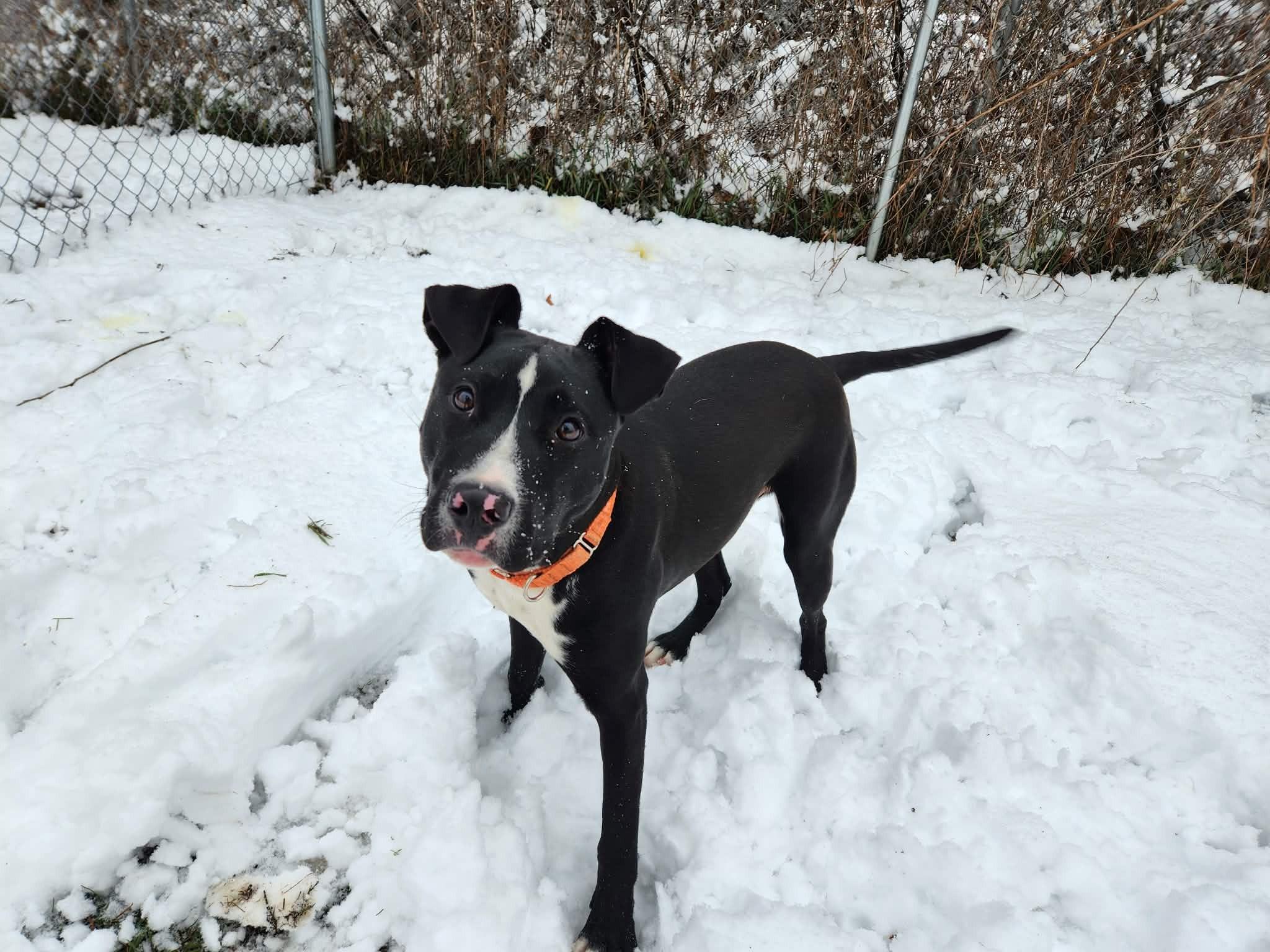 Maui, ADOPTABLE, Adult Male Pit Bull Terrier.