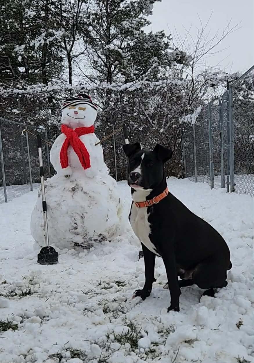 Enlarge Maui, a ADOPTABLE Pit Bull Terrier in Caro, MI image 2/2