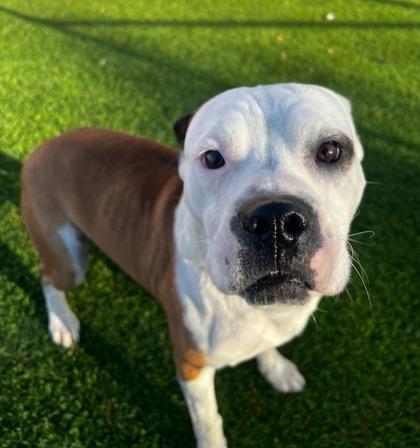 Petah*, Adoptable, Adult Male Pit Bull Terrier & Mixed Breed.