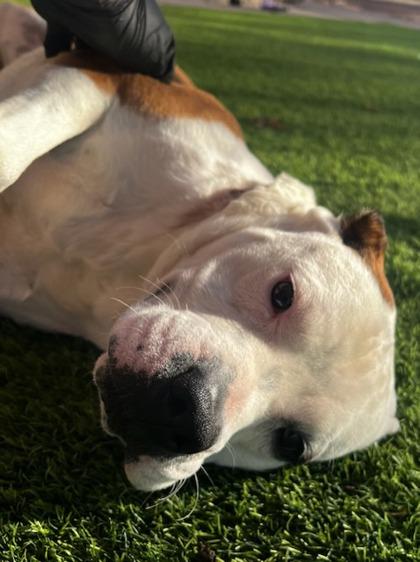 Petah*, a Adoptable mixed breed in El Paso, TX image 2/3