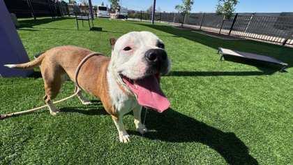 Petah*, a Adoptable mixed breed in El Paso, TX image 3/3