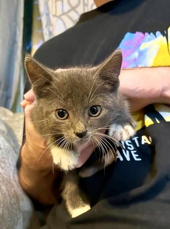 Carter, Adopted, Young Male Domestic Short Hair.