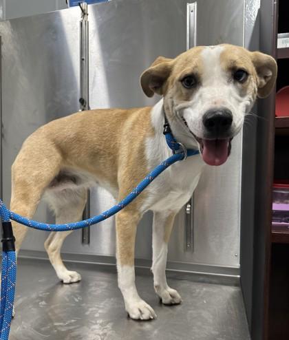 Rose, ADOPTABLE, Adult Female Mixed Breed.