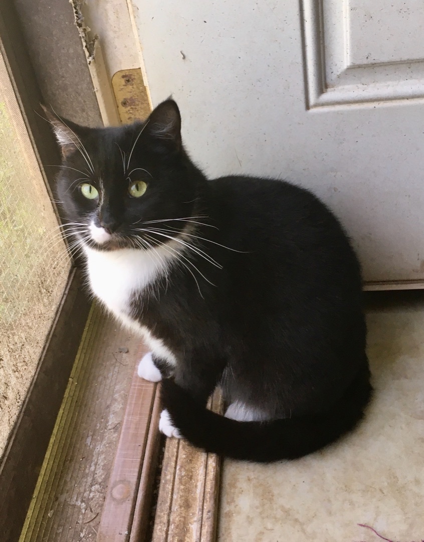 Billie, a Adoptable Domestic Short Hair in Stuart, VA image 1/2