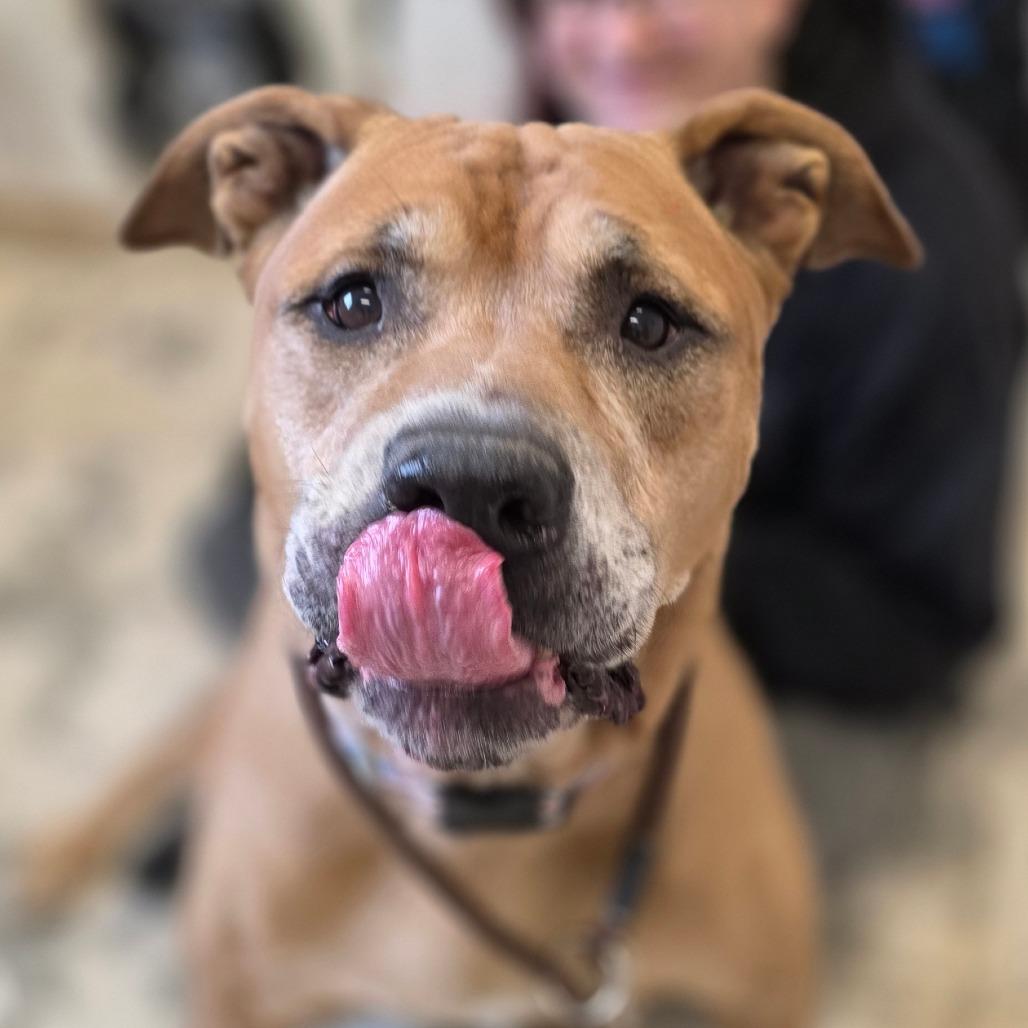 Kingston, Adoptable, Senior Male Mastiff & Mixed Breed.