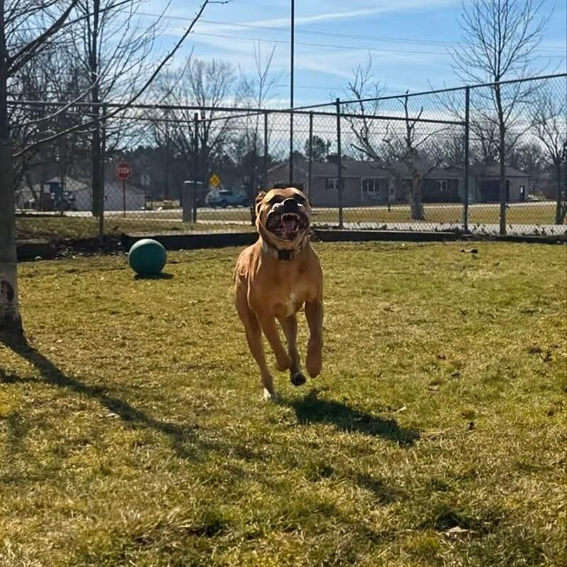 Enlarge Kingston, a Adoptable mixed breed in Marysville, OH image 2/6