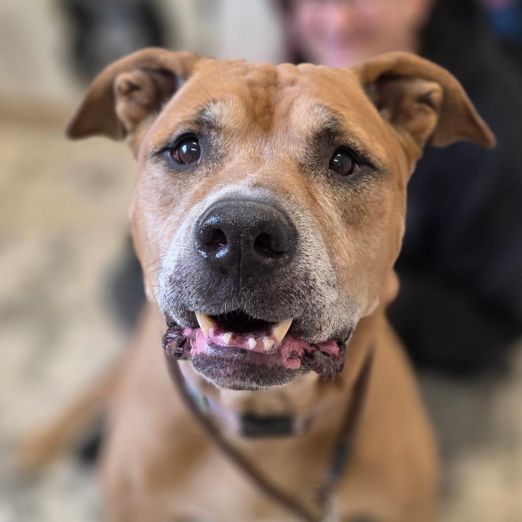 Enlarge Kingston, a Adoptable mixed breed in Marysville, OH image 2/3