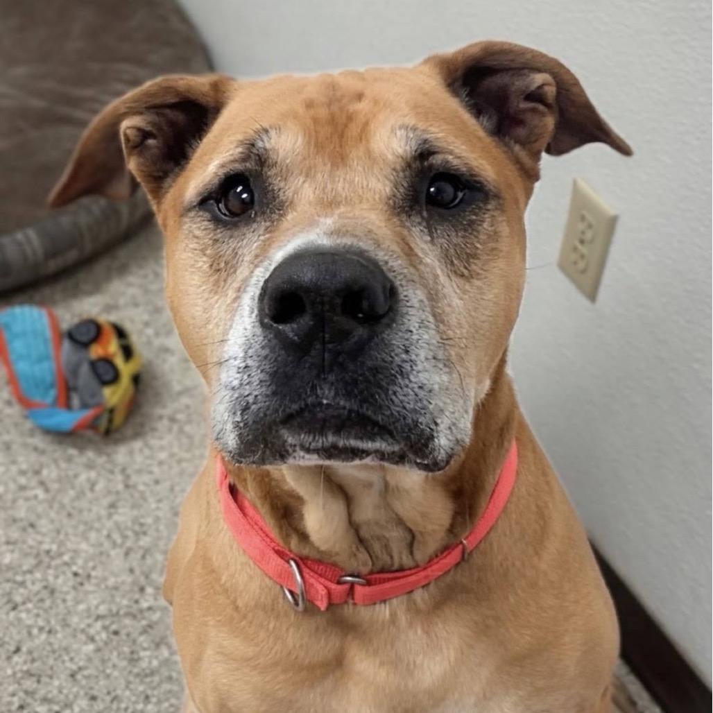 Kingston, a Adoptable mixed breed in Marysville, OH image 3/6
