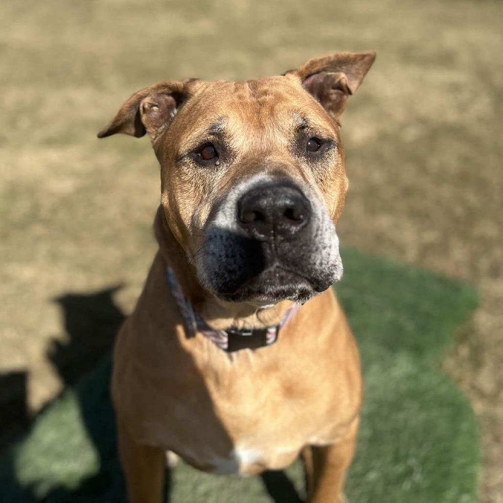 Enlarge Kingston, a Adoptable mixed breed in Marysville, OH image 4/6