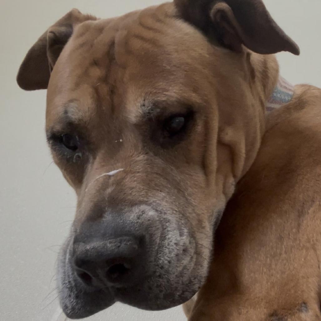 Enlarge Kingston, a Adoptable mixed breed in Marysville, OH image 5/6