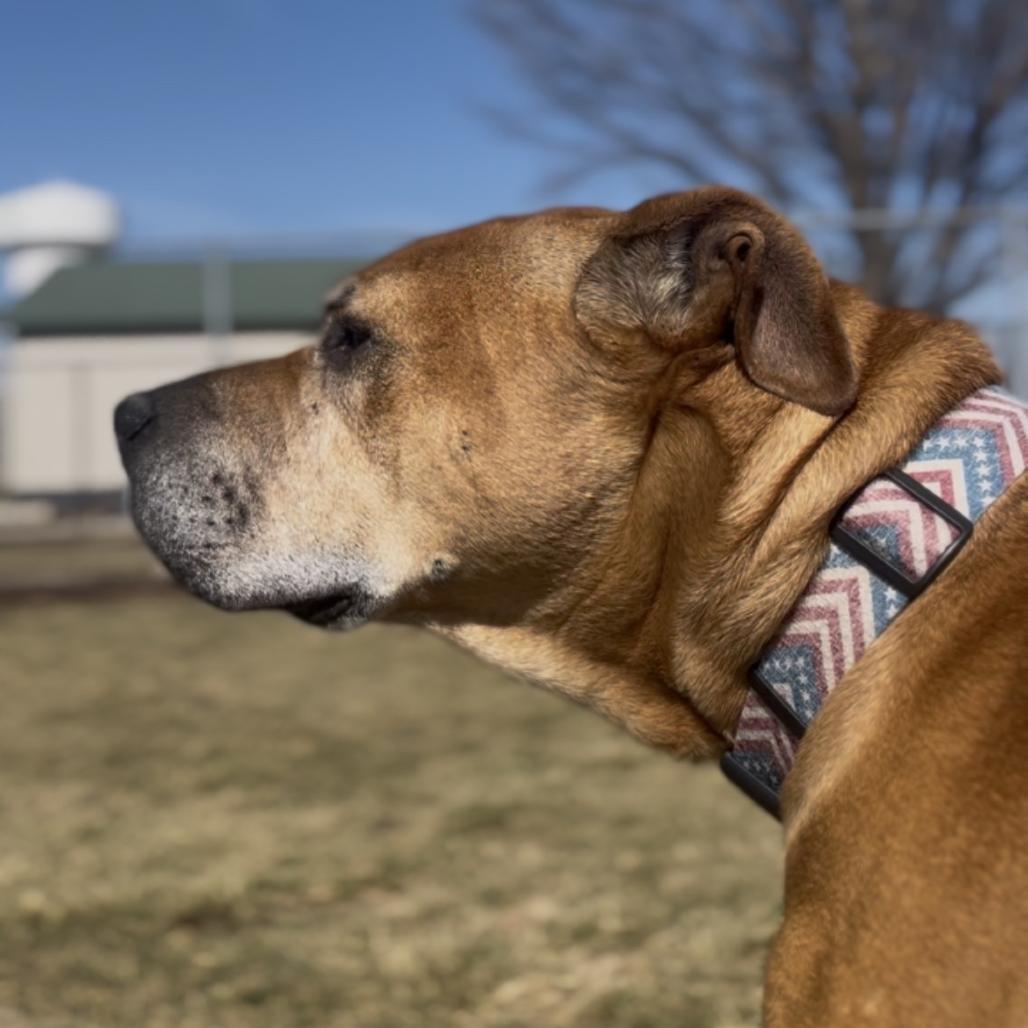 Enlarge Kingston, a Adoptable mixed breed in Marysville, OH image 6/6