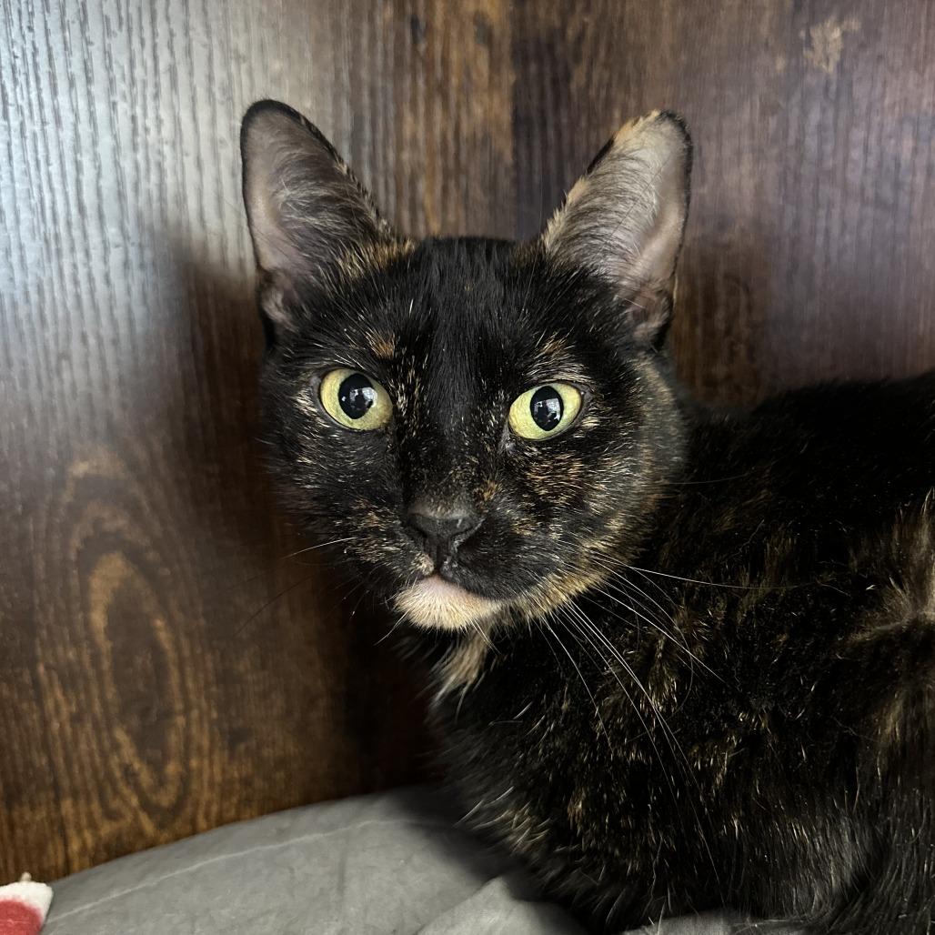 Mocha, Adoptable, Adult Female Domestic Short Hair.