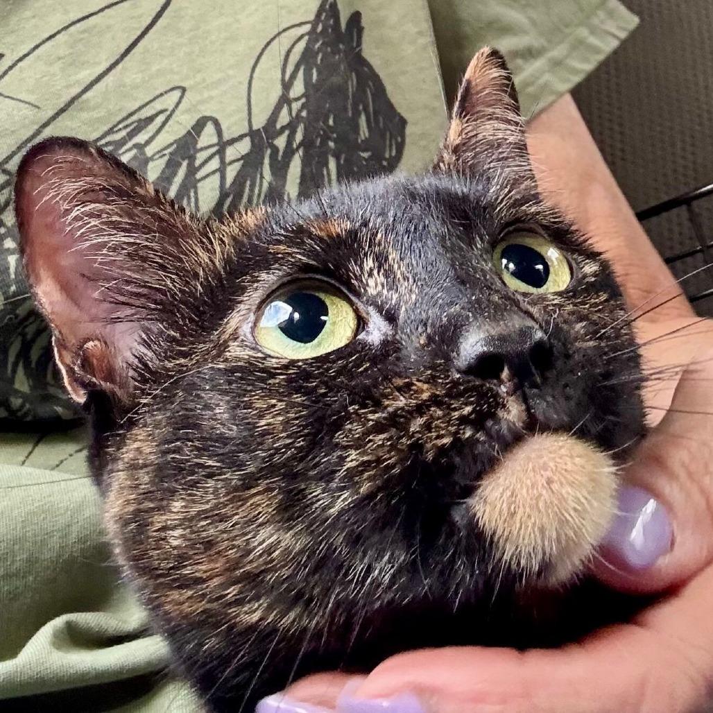 Enlarge Mocha, a Adoptable Domestic Short Hair in Boston, MA image 2/3