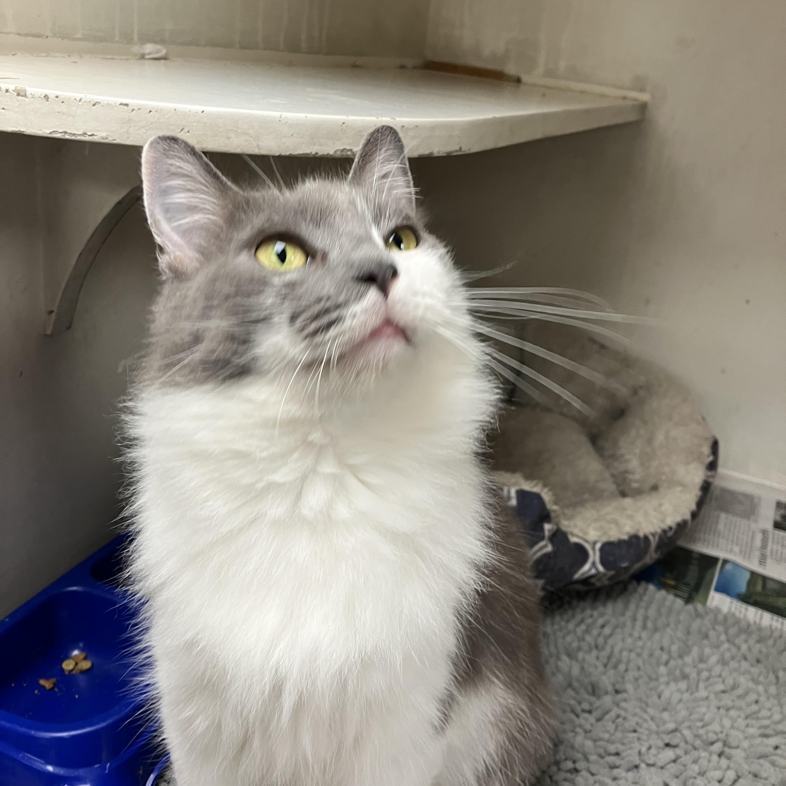 Shadow, Adoptable, Adult Female Domestic Long Hair.