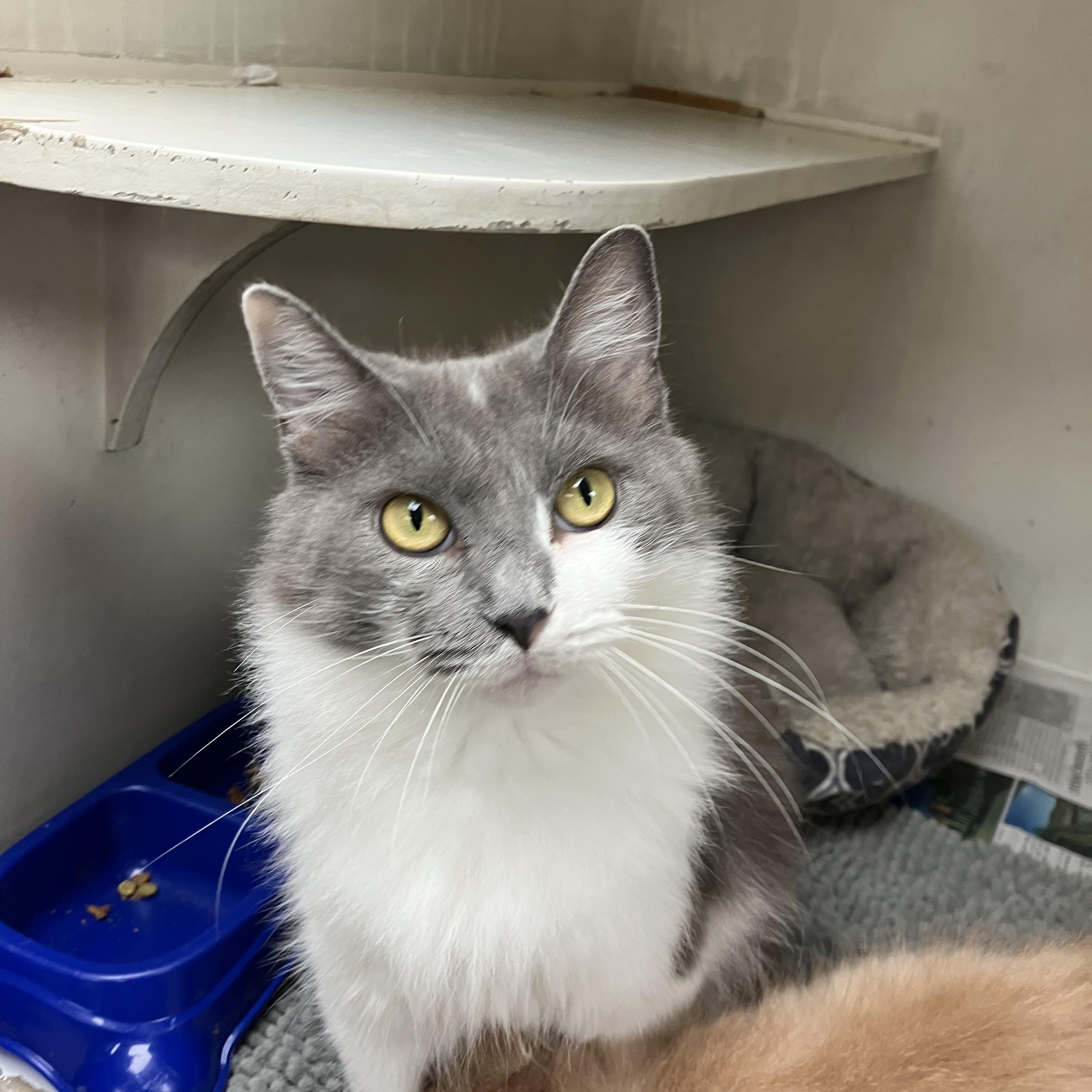 Shadow, a Adoptable Domestic Long Hair in Sylacauga, AL image 2/2