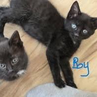 Sir Purrs A Lot, Adoptable, Kitten Male Domestic Short Hair.