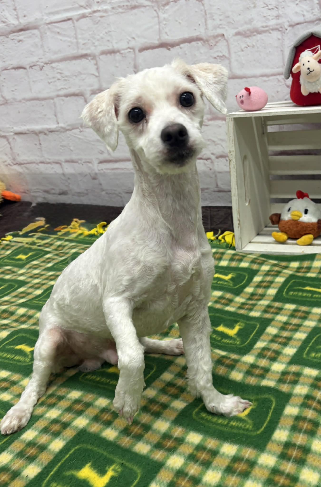 Ash, adopted, Young Male Maltipoo & Mixed Breed.