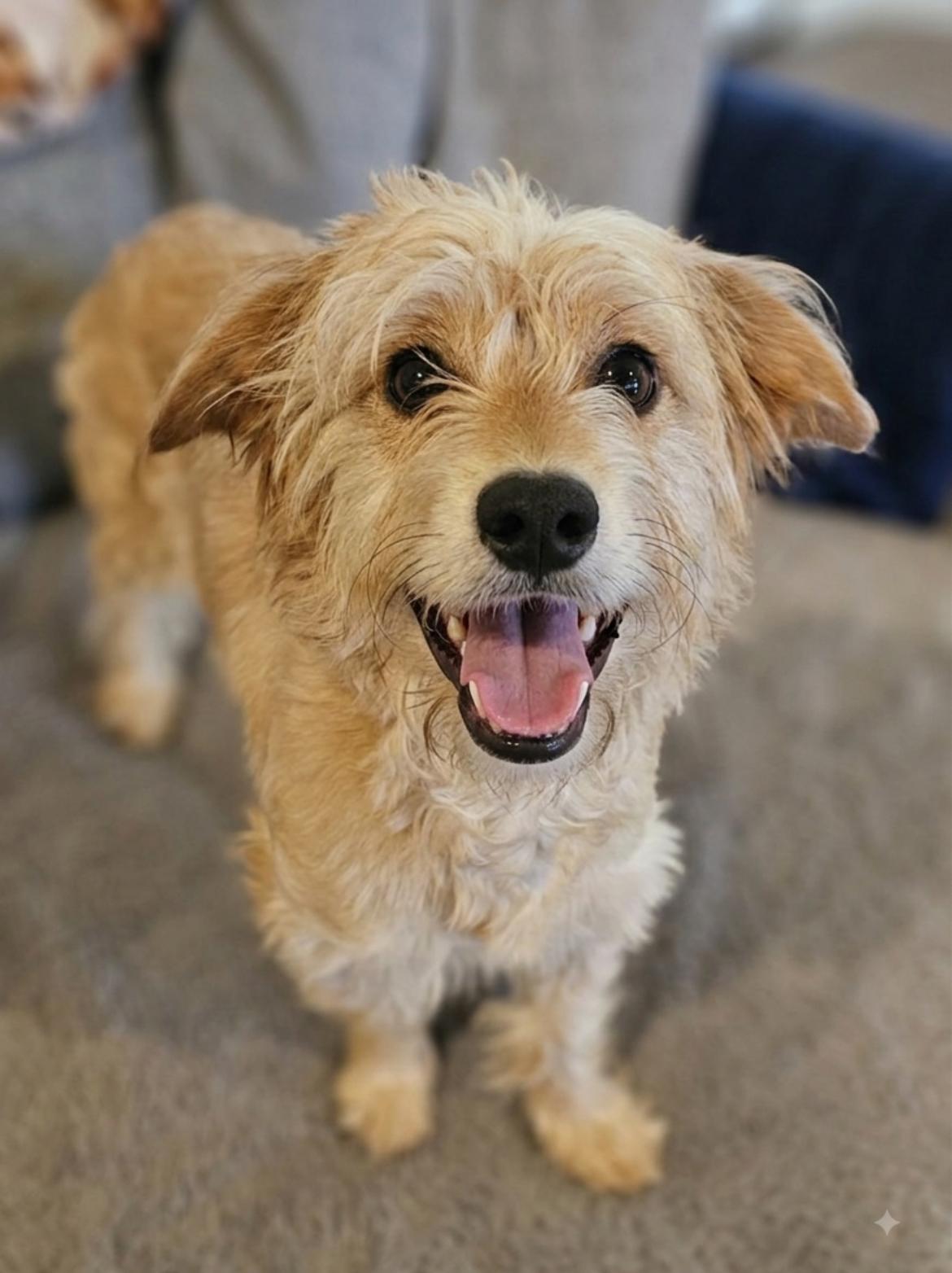 Olive, a ADOPTABLE mixed breed in Rockwall, TX image 5/5