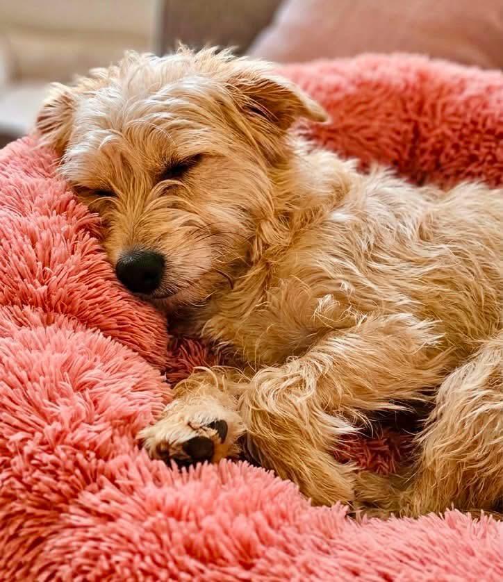 Olive, a ADOPTABLE mixed breed in Rockwall, TX image 2/5