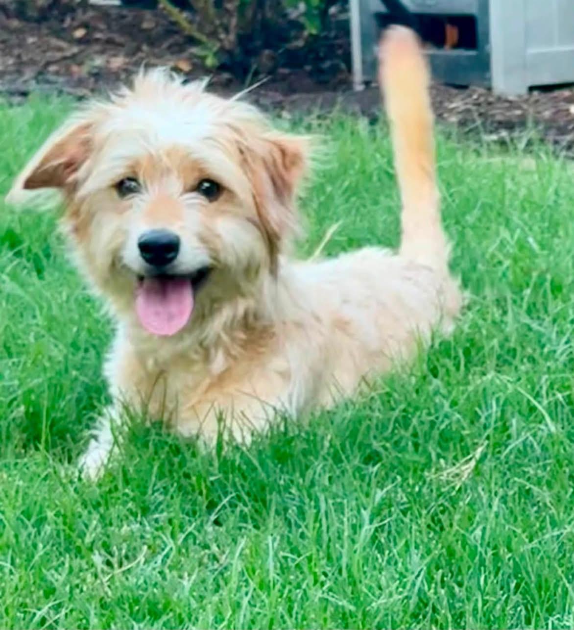 Olive, a ADOPTABLE mixed breed in Rockwall, TX image 1/5