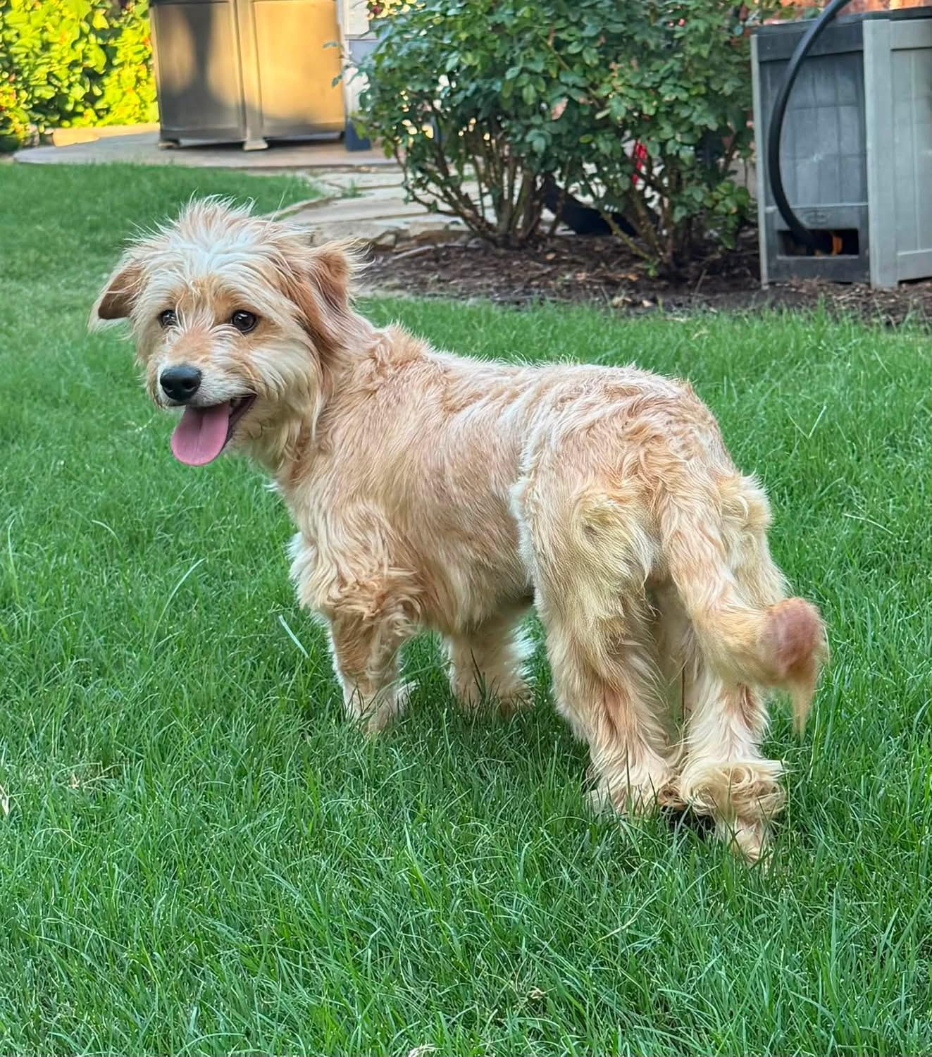 Olive, a ADOPTABLE mixed breed in Rockwall, TX image 3/5