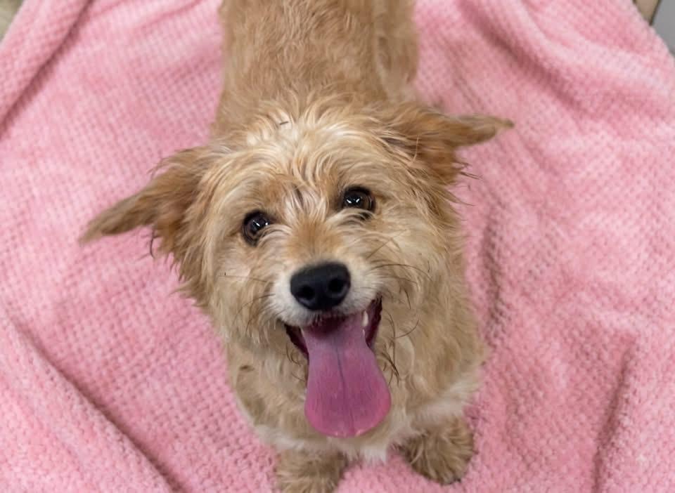 Olive, a ADOPTABLE mixed breed in Rockwall, TX image 4/5