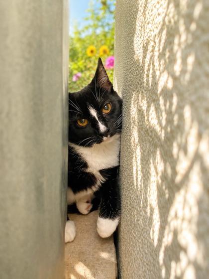 Enlarge Twister, a Adoptable Domestic Short Hair in Belleville, MI image 1/1