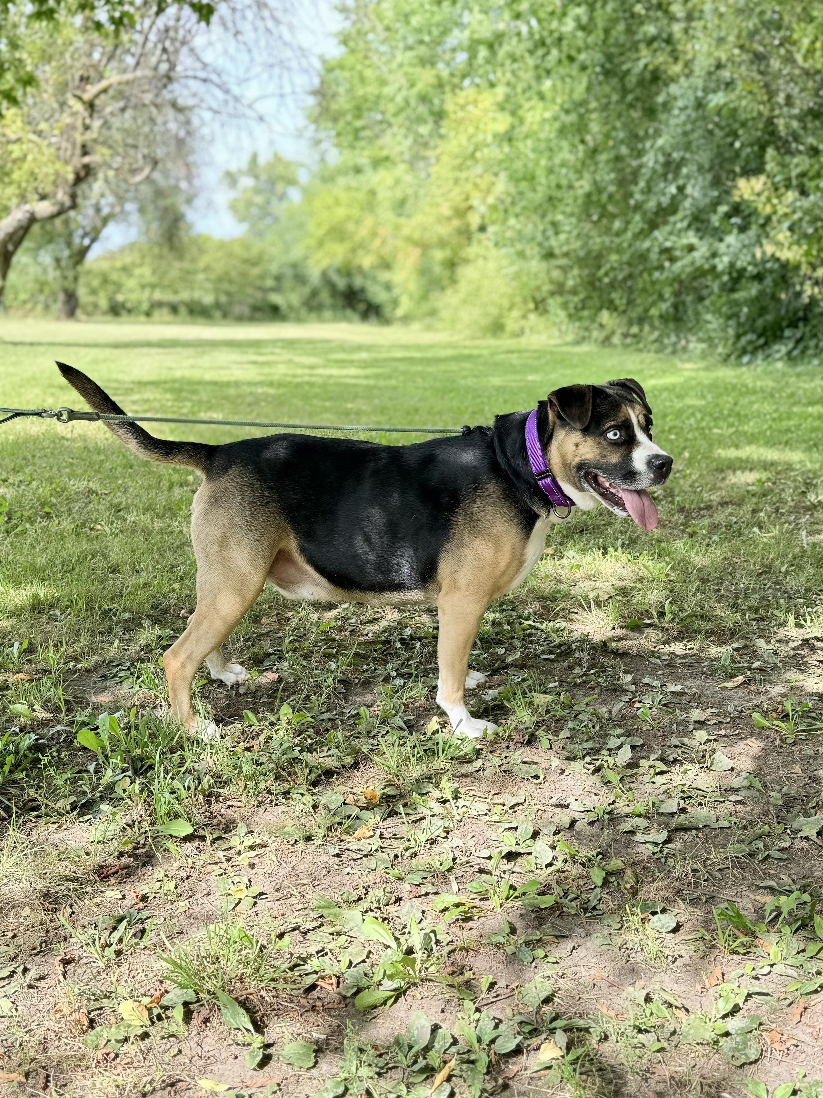 Enlarge Obi, a Adoptable mixed breed in Midland, MI image 6/6