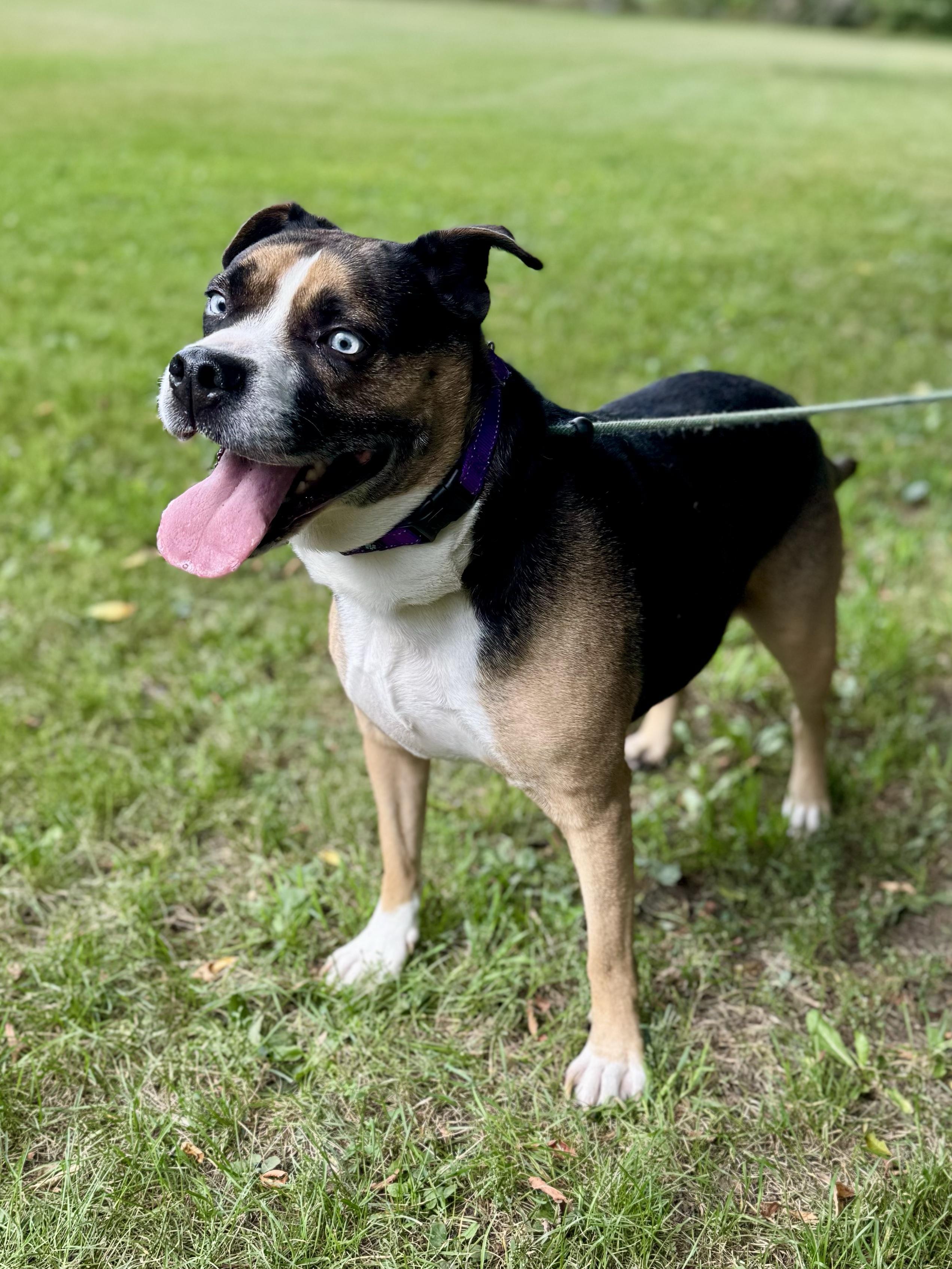 Enlarge Obi, a Adoptable mixed breed in Midland, MI image 2/6