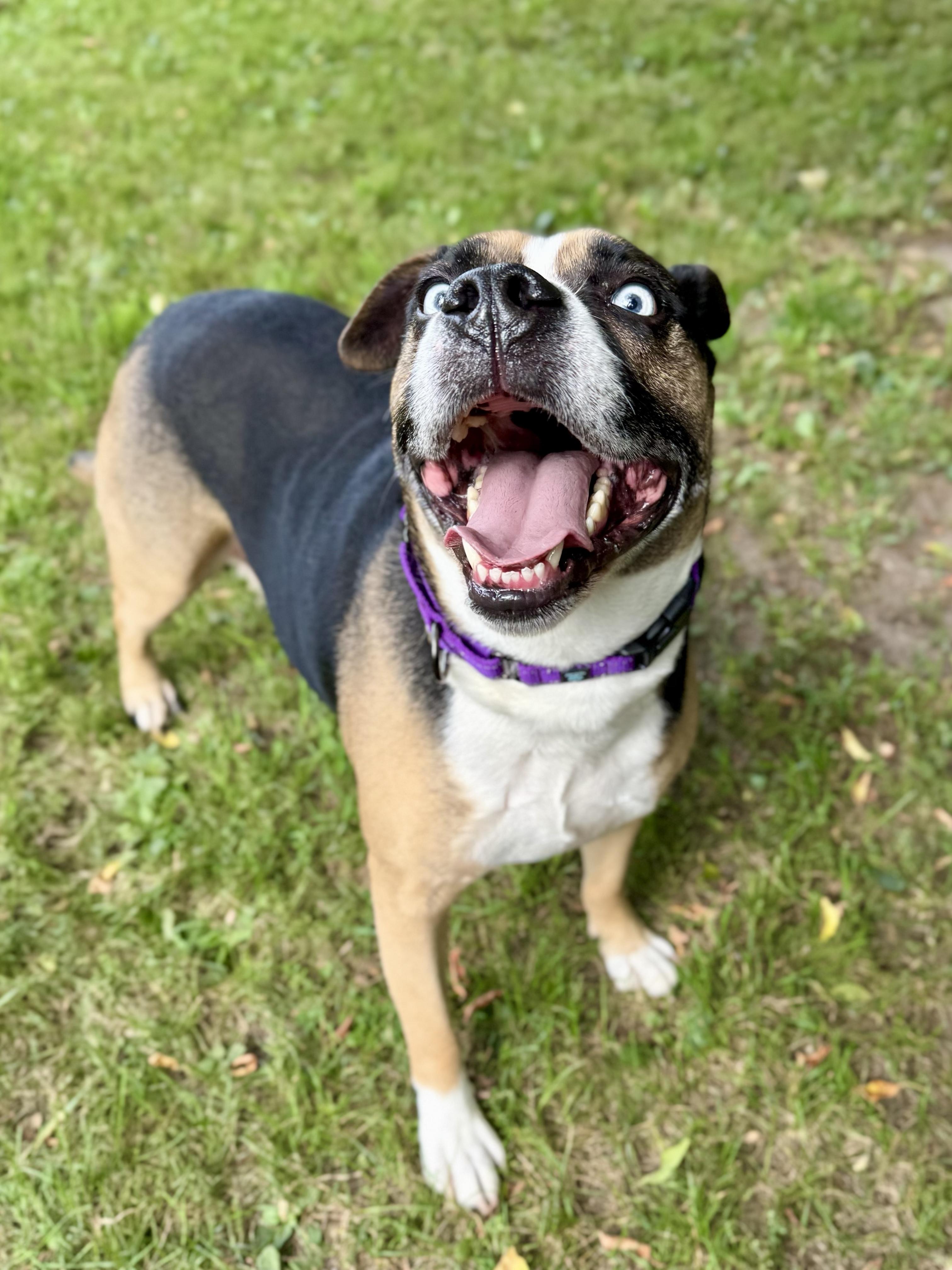 Enlarge Obi, a Adoptable mixed breed in Midland, MI image 4/6