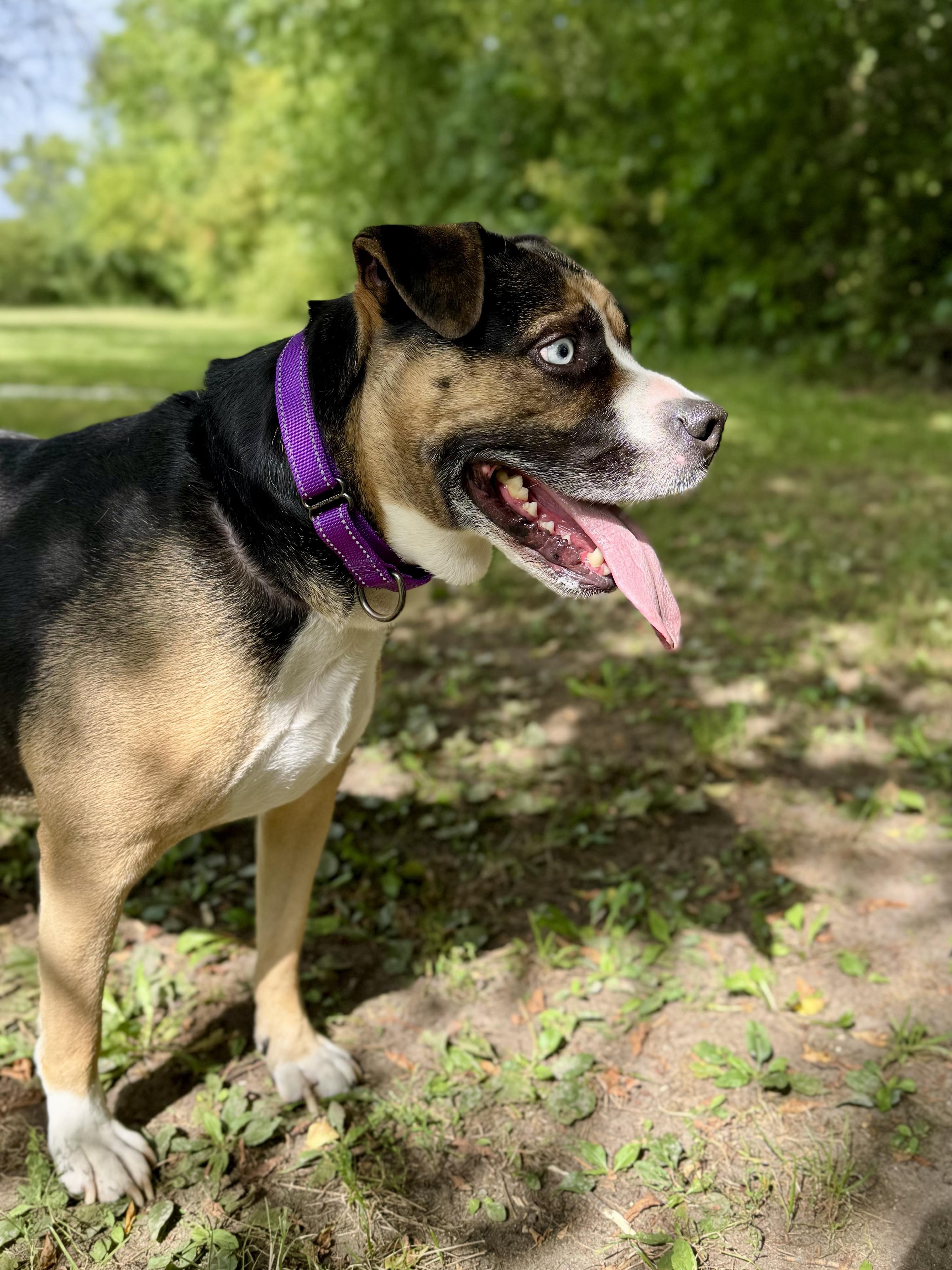 Enlarge Obi, a Adoptable mixed breed in Midland, MI image 3/6