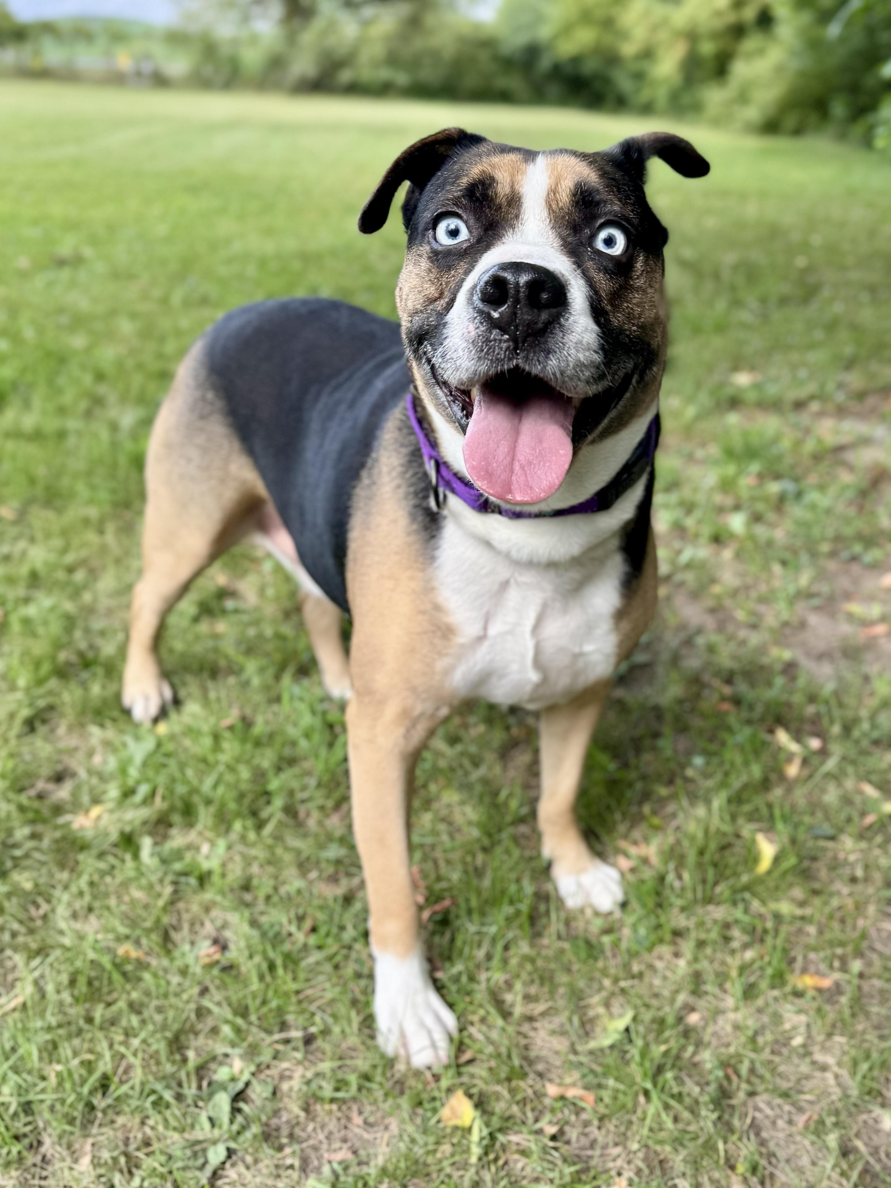 Obi, Adoptable, Senior Male Siberian Husky & Beagle.