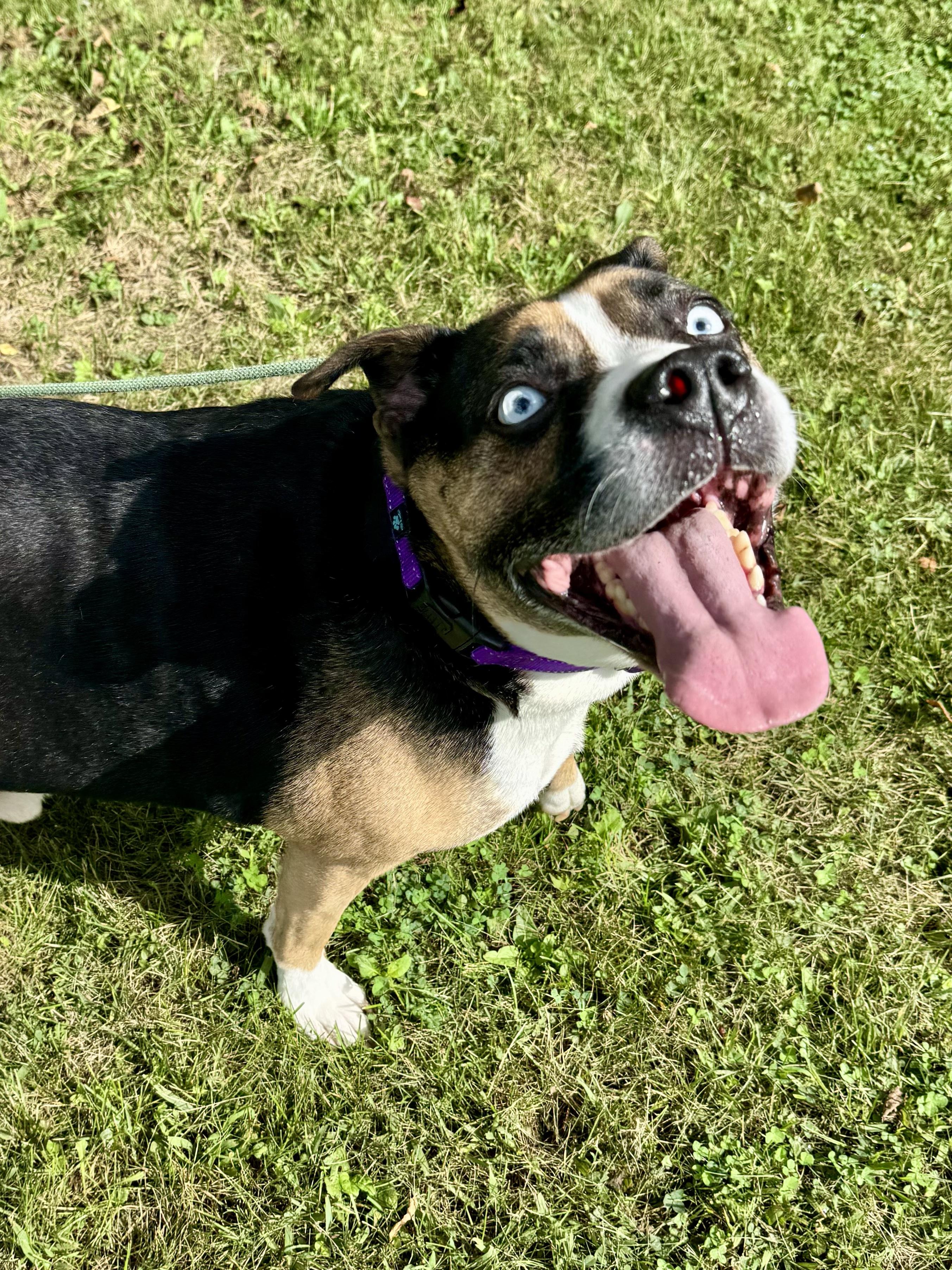 Enlarge Obi, a Adoptable mixed breed in Midland, MI image 5/6