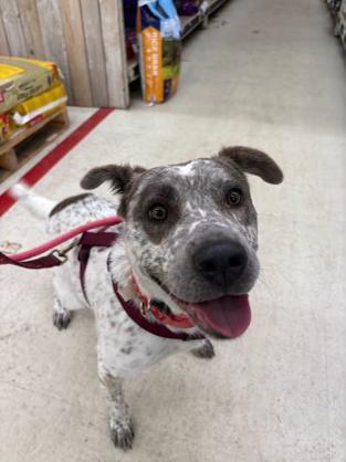 Enlarge Robyn, a ADOPTABLE mixed breed in New Boston, NH image 5/5