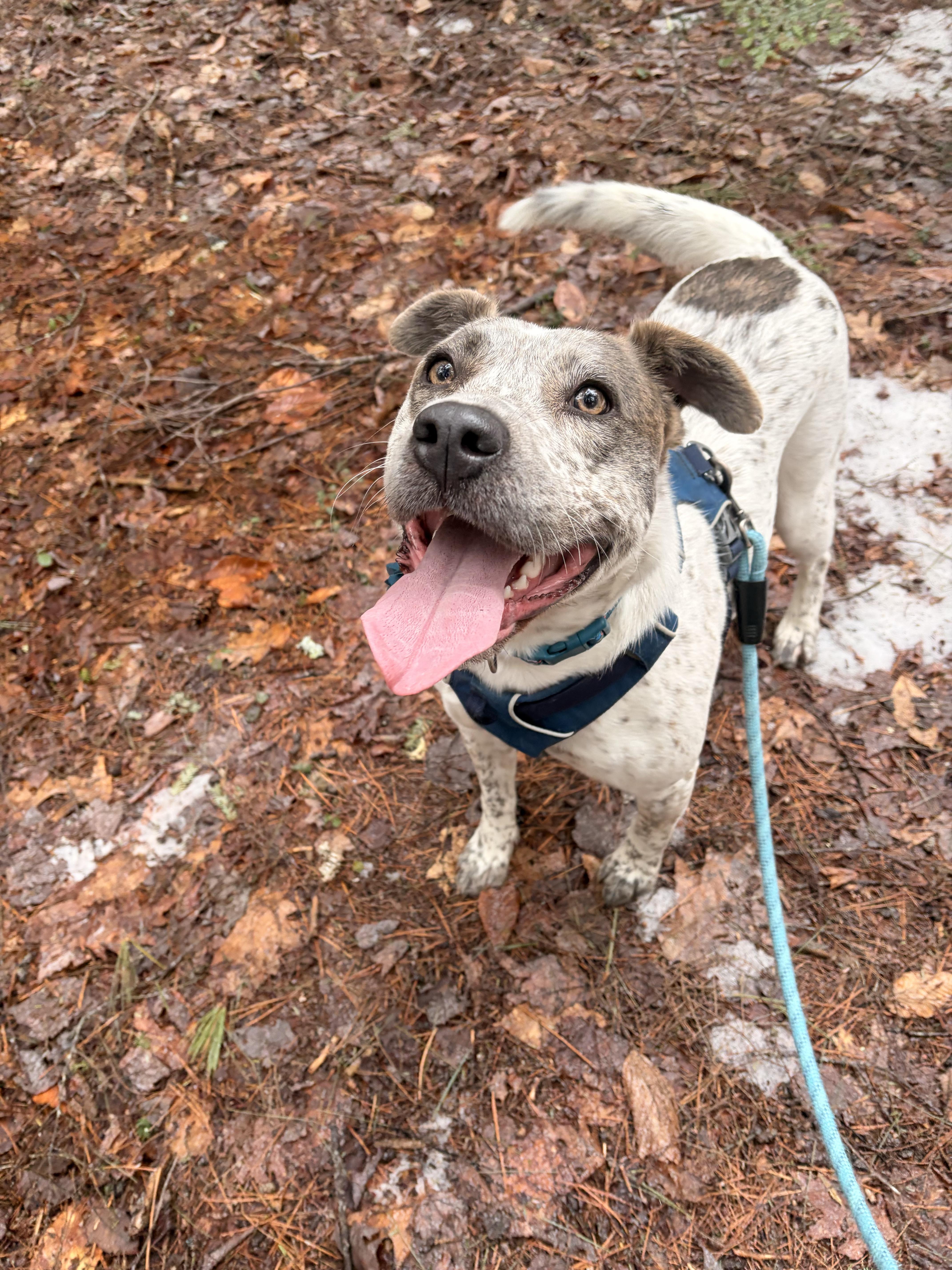 Enlarge Robyn, a ADOPTABLE mixed breed in New Boston, NH image 2/5