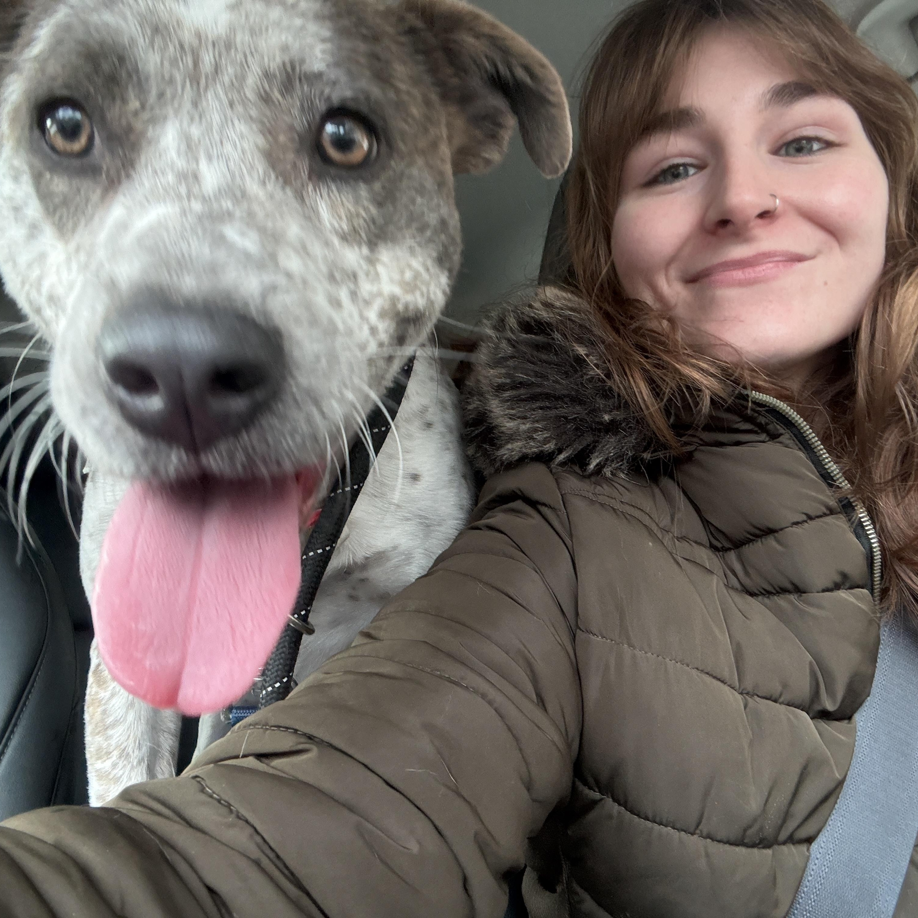 Enlarge Robyn, a ADOPTABLE mixed breed in New Boston, NH image 3/5