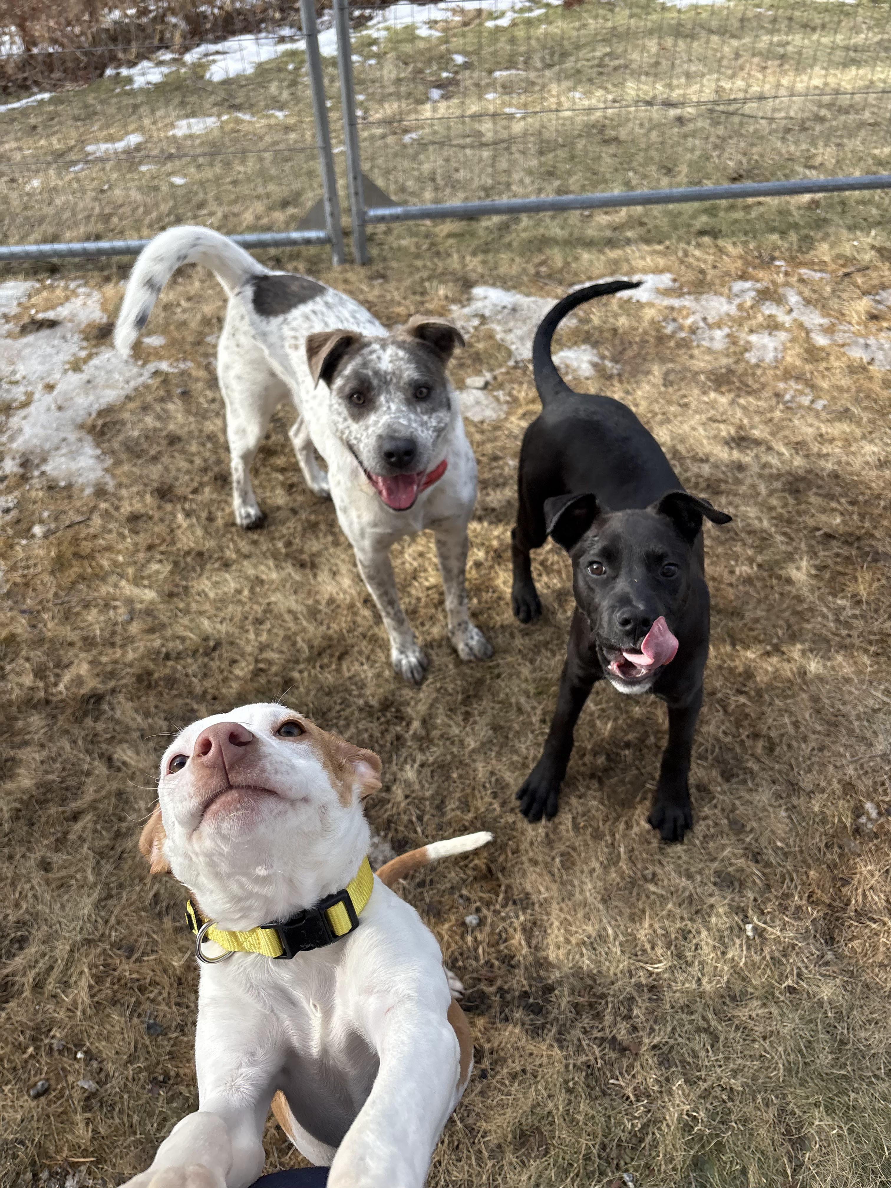 Enlarge Robyn, a ADOPTABLE mixed breed in New Boston, NH image 4/5