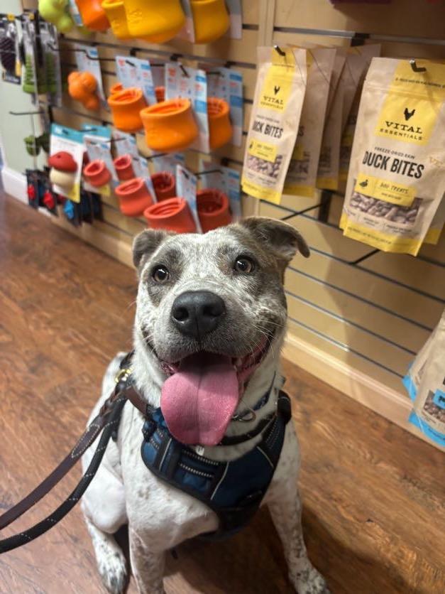 Enlarge Robyn, a ADOPTABLE mixed breed in New Boston, NH image 1/5