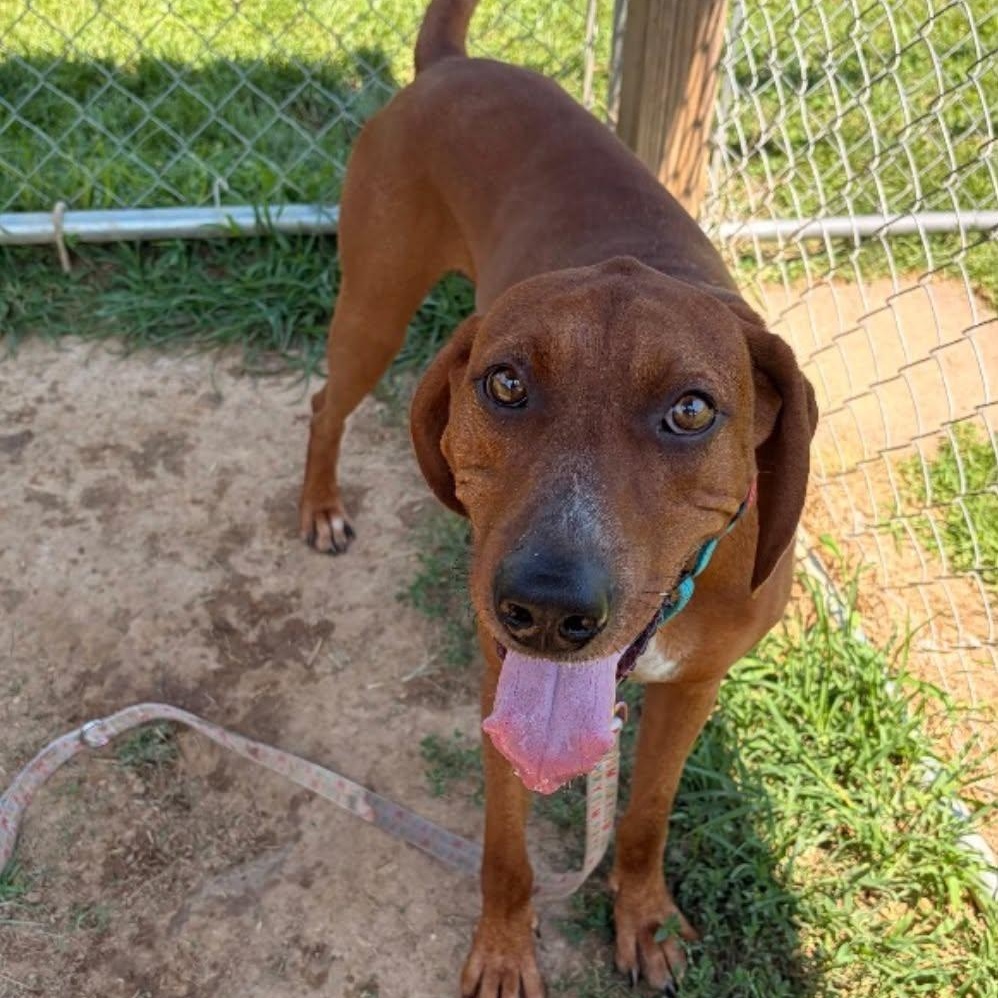 Jackson, a ADOPTABLE mixed breed in Broad Brook, CT image 3/6