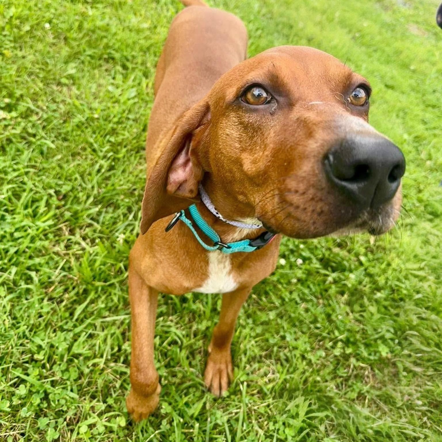 Jackson, a ADOPTABLE mixed breed in Broad Brook, CT image 4/6