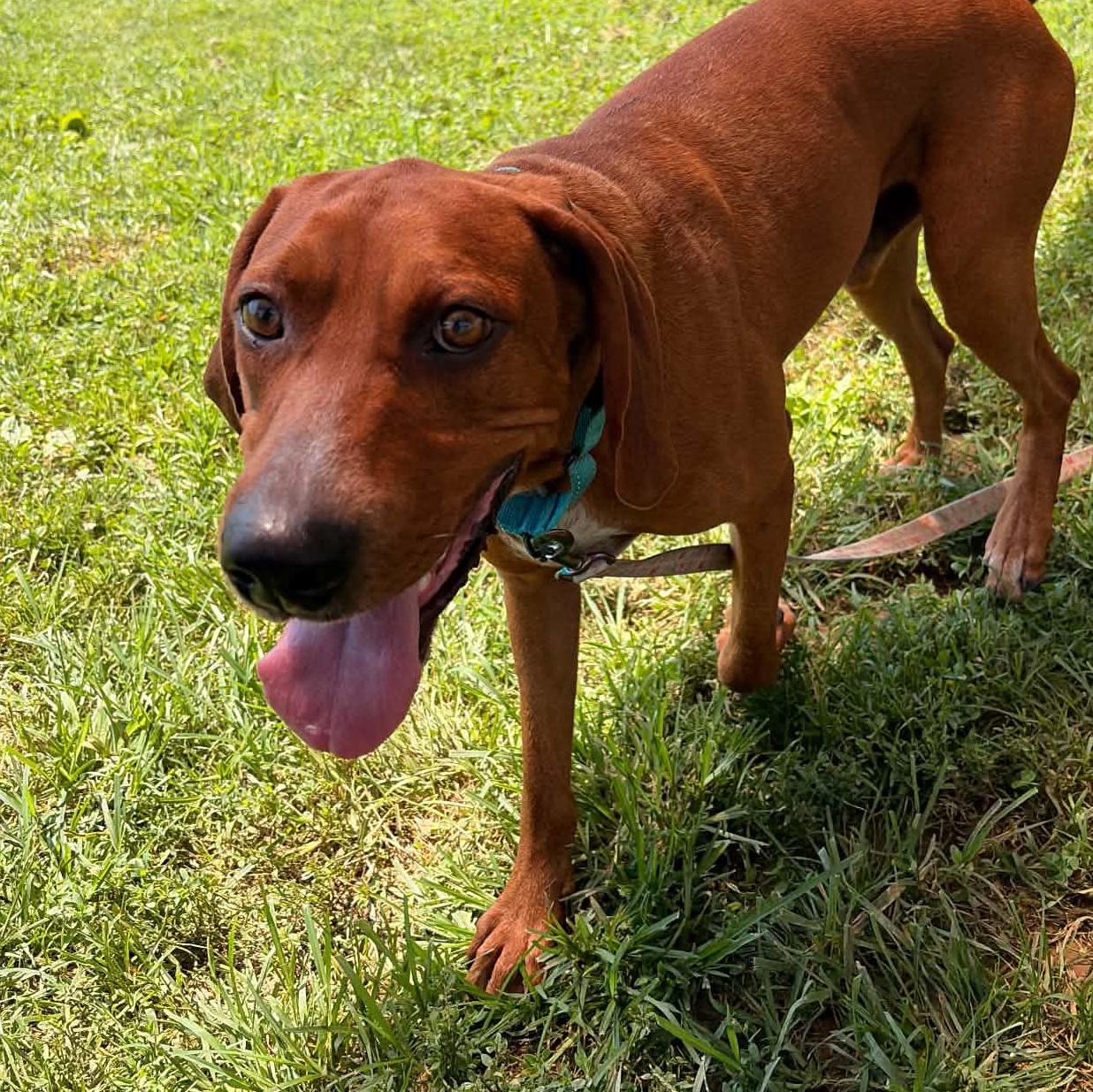 Jackson, a ADOPTABLE mixed breed in Broad Brook, CT image 1/6