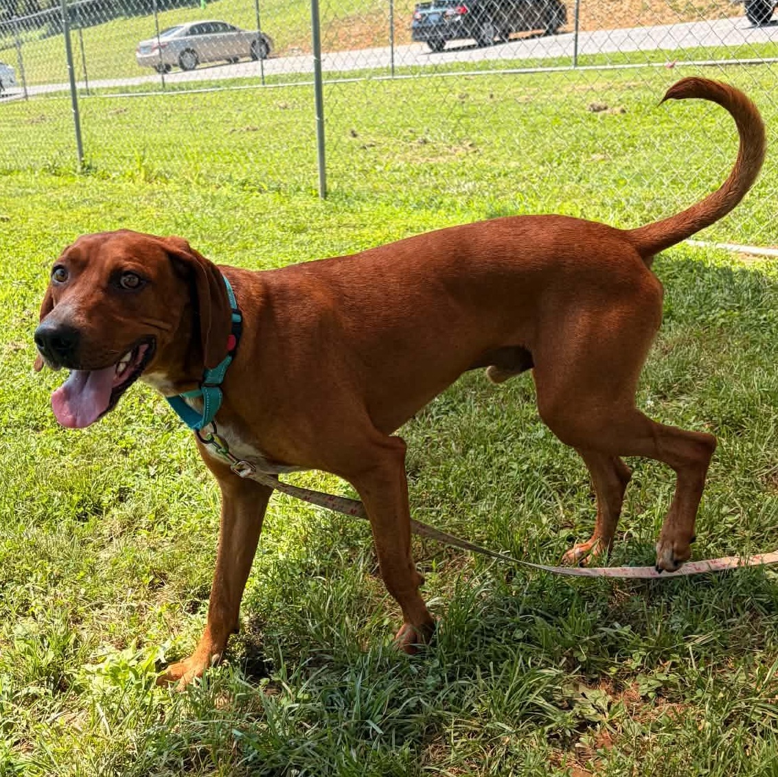 Jackson, a ADOPTABLE mixed breed in Broad Brook, CT image 2/6