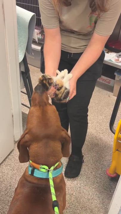 Enlarge Jackson, a ADOPTABLE mixed breed in Broad Brook, CT video 6/6