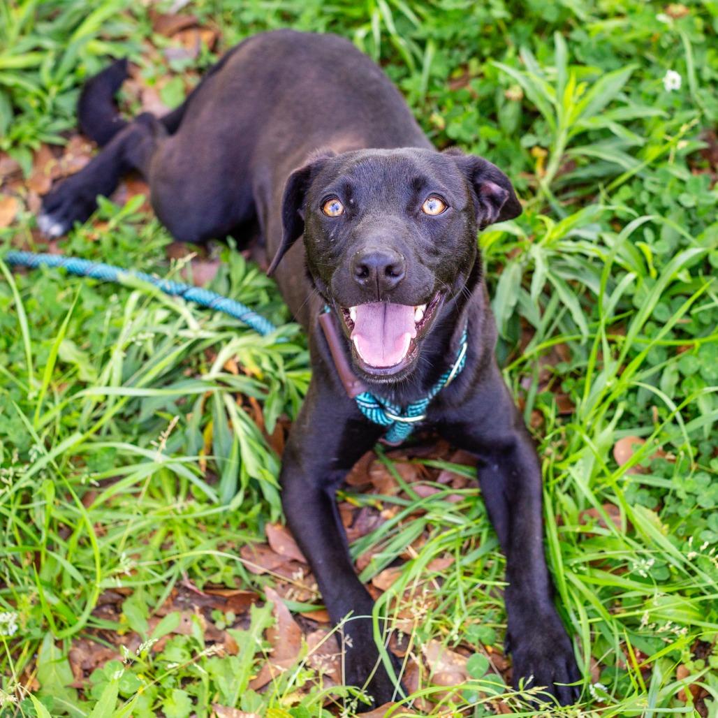 Enlarge Brake Light, a Adoptable mixed breed in Hattiesburg, MS image 1/4