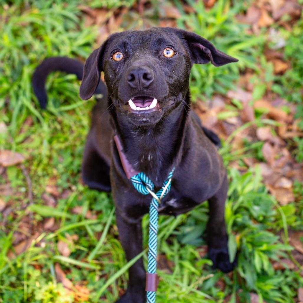 Enlarge Brake Light, a Adoptable mixed breed in Hattiesburg, MS image 2/4