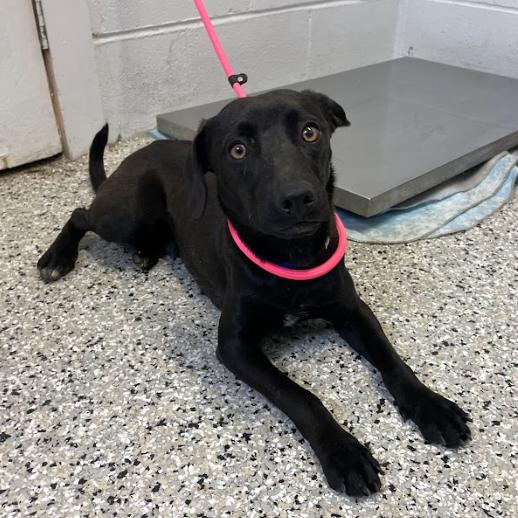 Enlarge Brake Light, a Adoptable mixed breed in Hattiesburg, MS image 3/4
