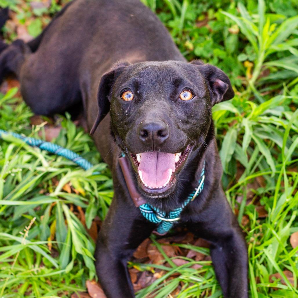 Enlarge Brake Light, a Adoptable mixed breed in Hattiesburg, MS image 4/4